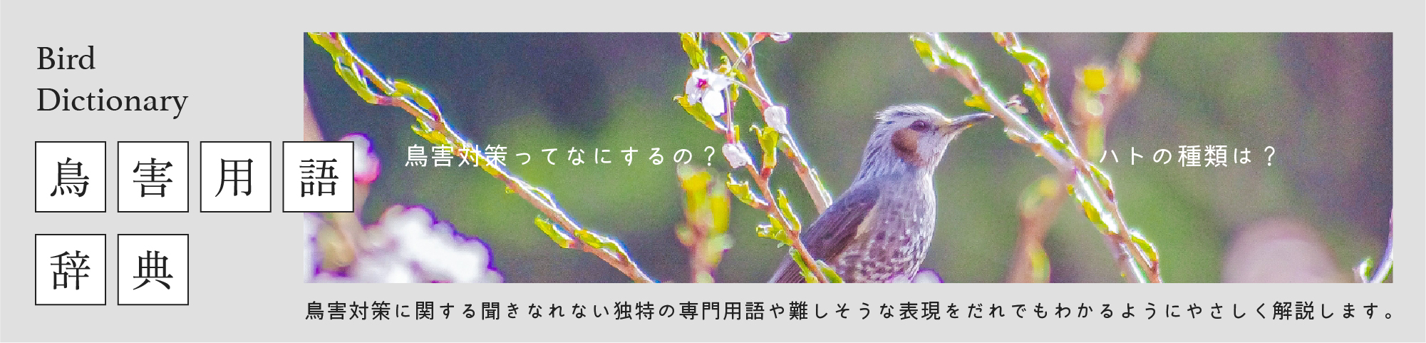 鳥害対策に関する聞き慣れない独特の専門用語を解説する鳥害用語辞典