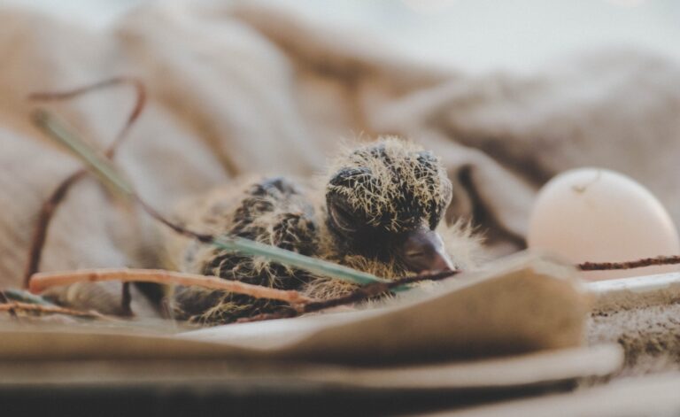 ハトの習性について 鳥害対策（鳩対策・カラス対策）のリーディングカンパニー フジナガの公式ブログ