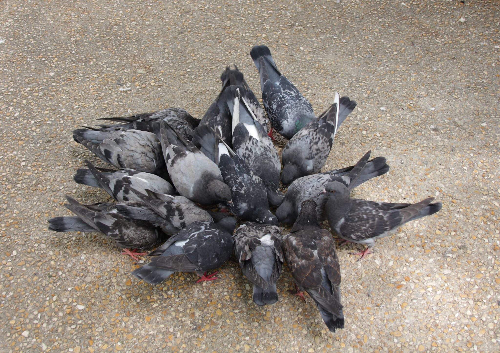 ハトの習性について 鳥害対策（鳩対策・カラス対策）のリーディングカンパニー フジナガの公式ブログ