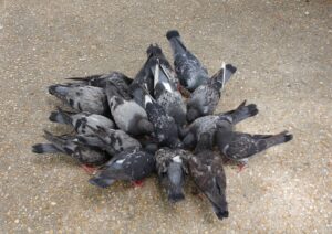 ハトの習性について 鳥害対策 鳩対策 カラス対策 のリーディングカンパニー フジナガの公式ブログ