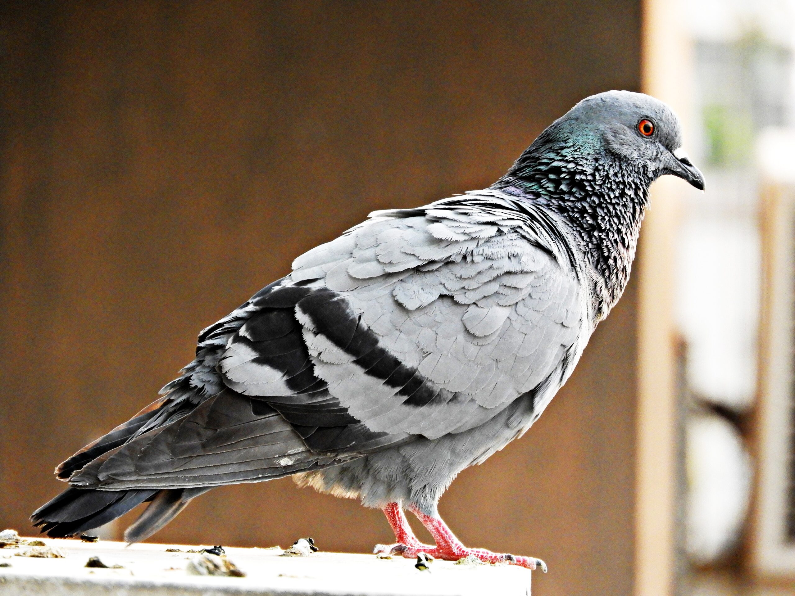 ハトの習性について 鳥害対策 鳩対策 カラス対策 のリーディングカンパニー フジナガの公式ブログ