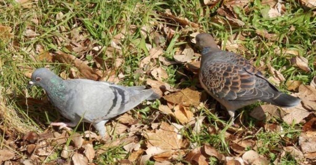 ハトの習性について | 鳥害対策(鳩対策・カラス対策)の総合カンパニー 株式会社フジナガ
