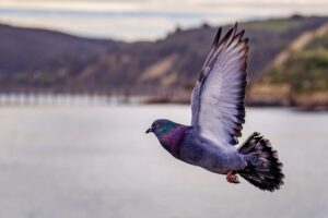 ハトの習性について 鳥害対策 鳩対策 カラス対策 のリーディングカンパニー フジナガの公式ブログ
