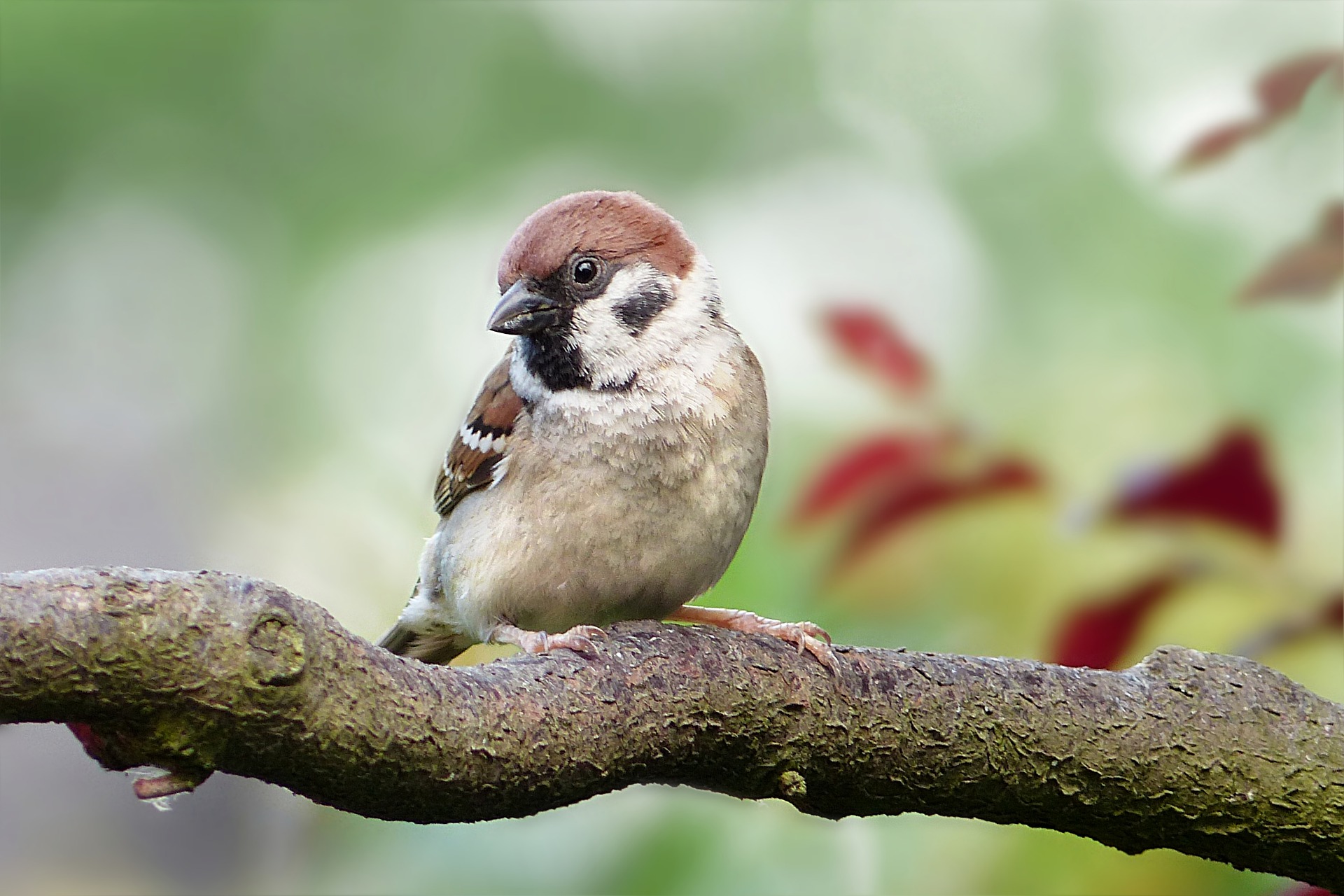 スズメとムクドリの習性について 鳥害対策 鳩対策 カラス対策 のリーディングカンパニー フジナガの公式ブログ