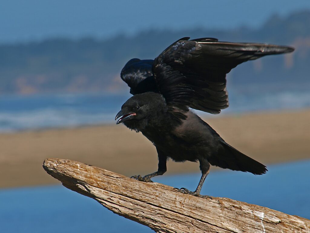 カラスの習性について | 鳥害対策(鳩対策・カラス対策)の総合カンパニー 株式会社フジナガ
