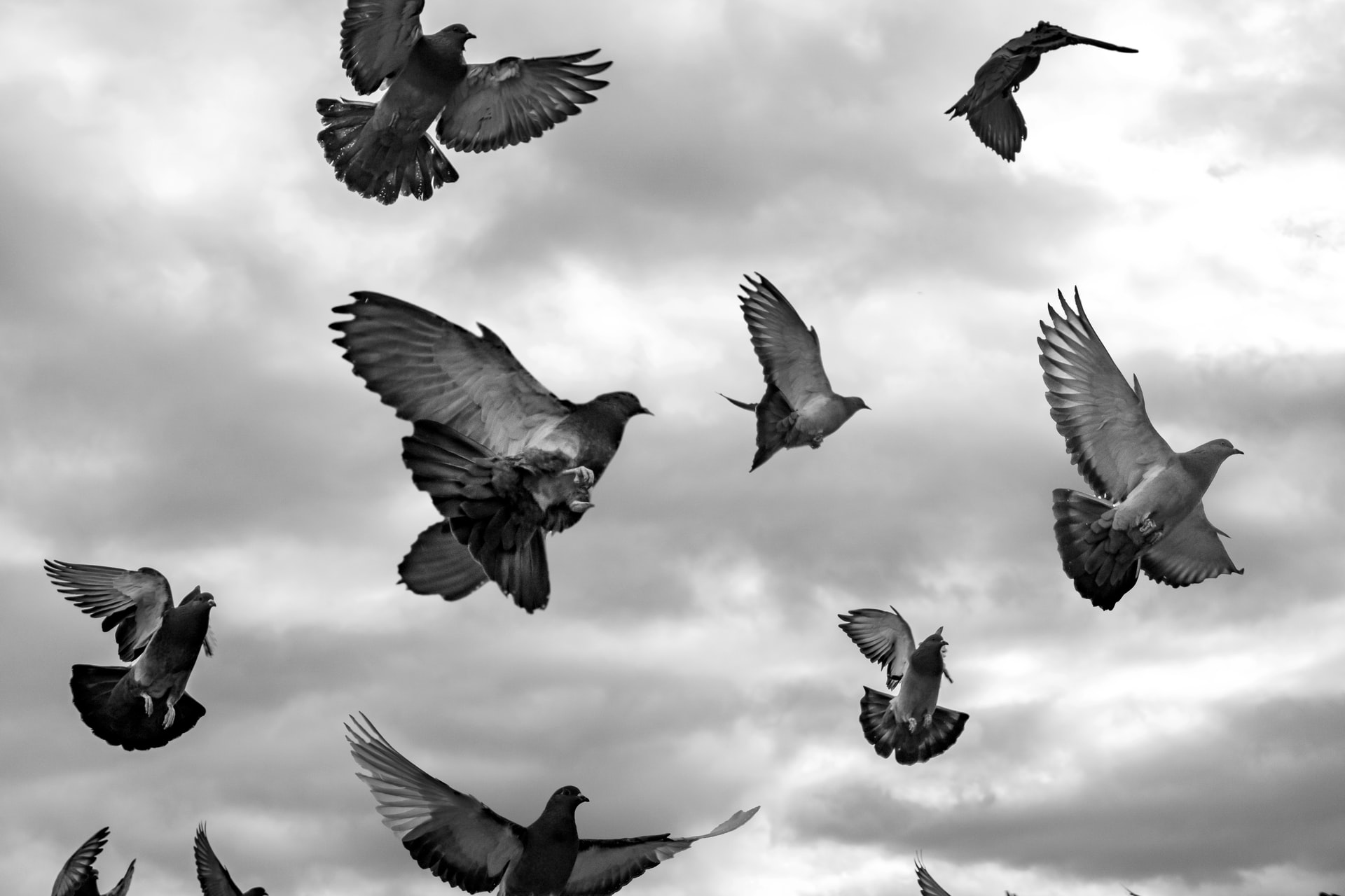 鳩の撃退法について 鳥害対策 鳩対策 カラス対策 のリーディングカンパニー フジナガの公式ブログ