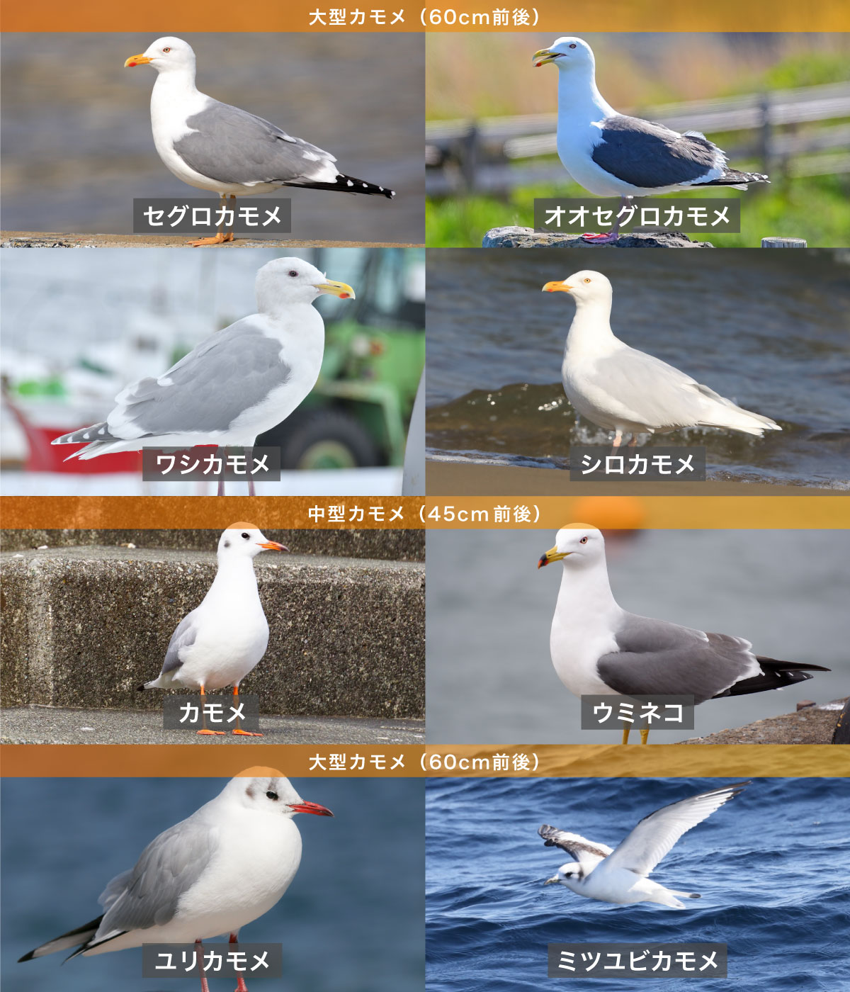 カモメの対策とは!?都会に巣を作るカモメもいる!? | 鳥害対策(鳩対策・カラス対策)の総合カンパニー 株式会社フジナガ