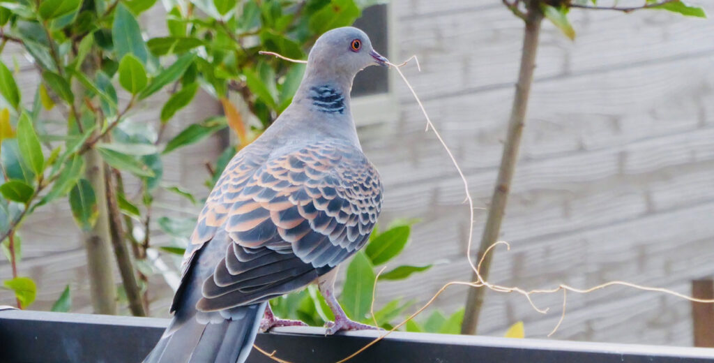 ハト対策の第一歩。ハトの生態、習性について | 鳥害対策(鳩対策・カラス対策)の総合コンサルタント 株式会社フジナガ