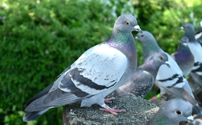 ハト対策の第一歩。ハトの生態、習性について | 鳥害対策(鳩対策・カラス対策)の総合コンサルタント 株式会社フジナガ