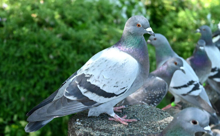 ハト対策の第一歩。ハトの生態、習性について | 鳥害対策(鳩対策・カラス対策)の総合コンサルタント 株式会社フジナガ