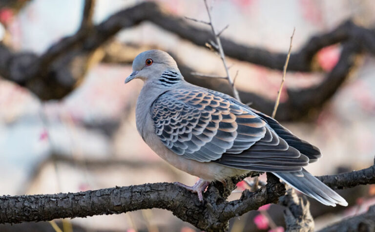 ハト対策の第一歩。ハトの生態、習性について | 鳥害対策(鳩対策・カラス対策)の総合コンサルタント 株式会社フジナガ