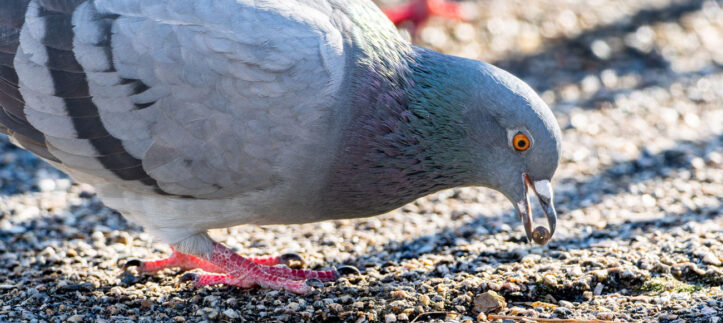 ハト対策の第一歩。ハトの生態、習性について | 鳥害対策(鳩対策・カラス対策)の総合コンサルタント 株式会社フジナガ