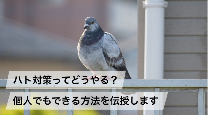ハトの巣について徹底解説。“雑な作り”に見えるのはハトの生態や進化の過程に関係している!? | 鳥害対策(鳩対策・カラス対策)のリーディング ...