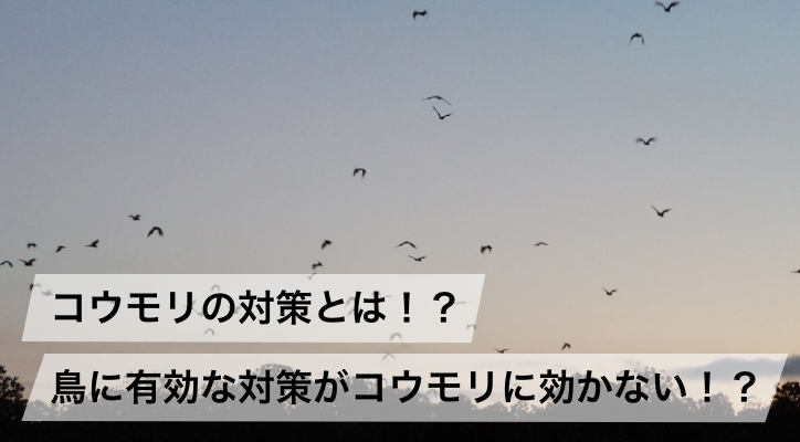 コウモリの対策とは!?鳥に有効な対策がコウモリに効かない!?