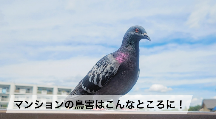 マンションの鳥害はこんなところに！