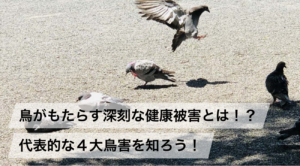 鳥がもたらす深刻な健康被害とは!?代表的な4大鳥害を知ろう!