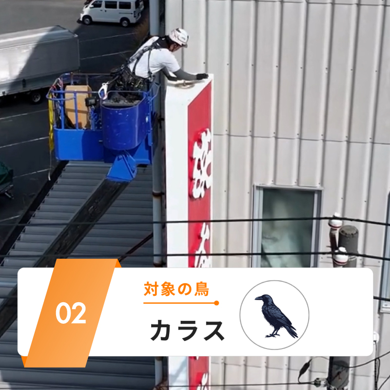対象の鳥：カラス