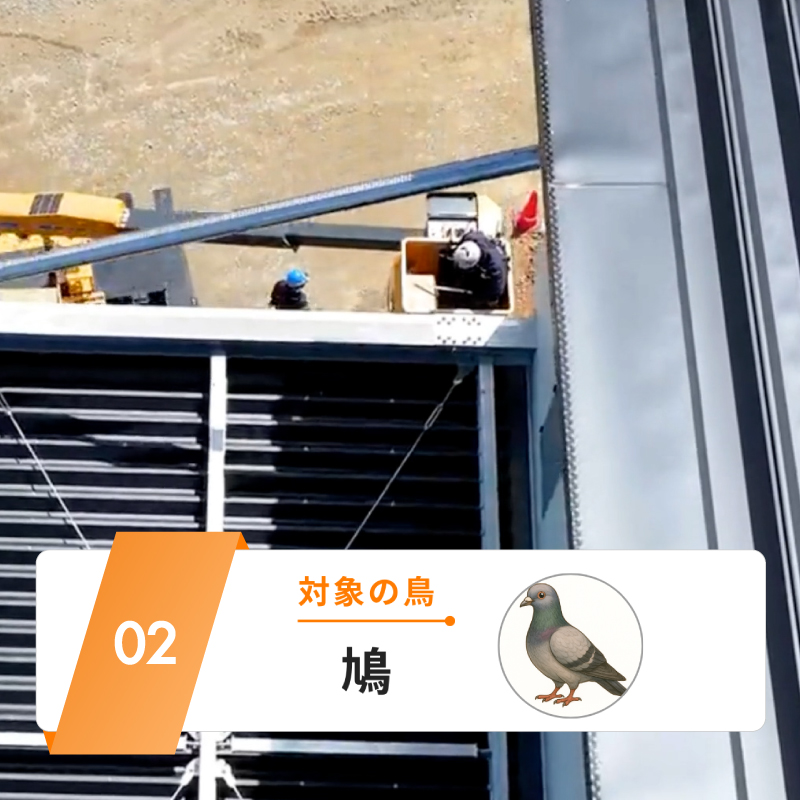 対象の鳥：鳩